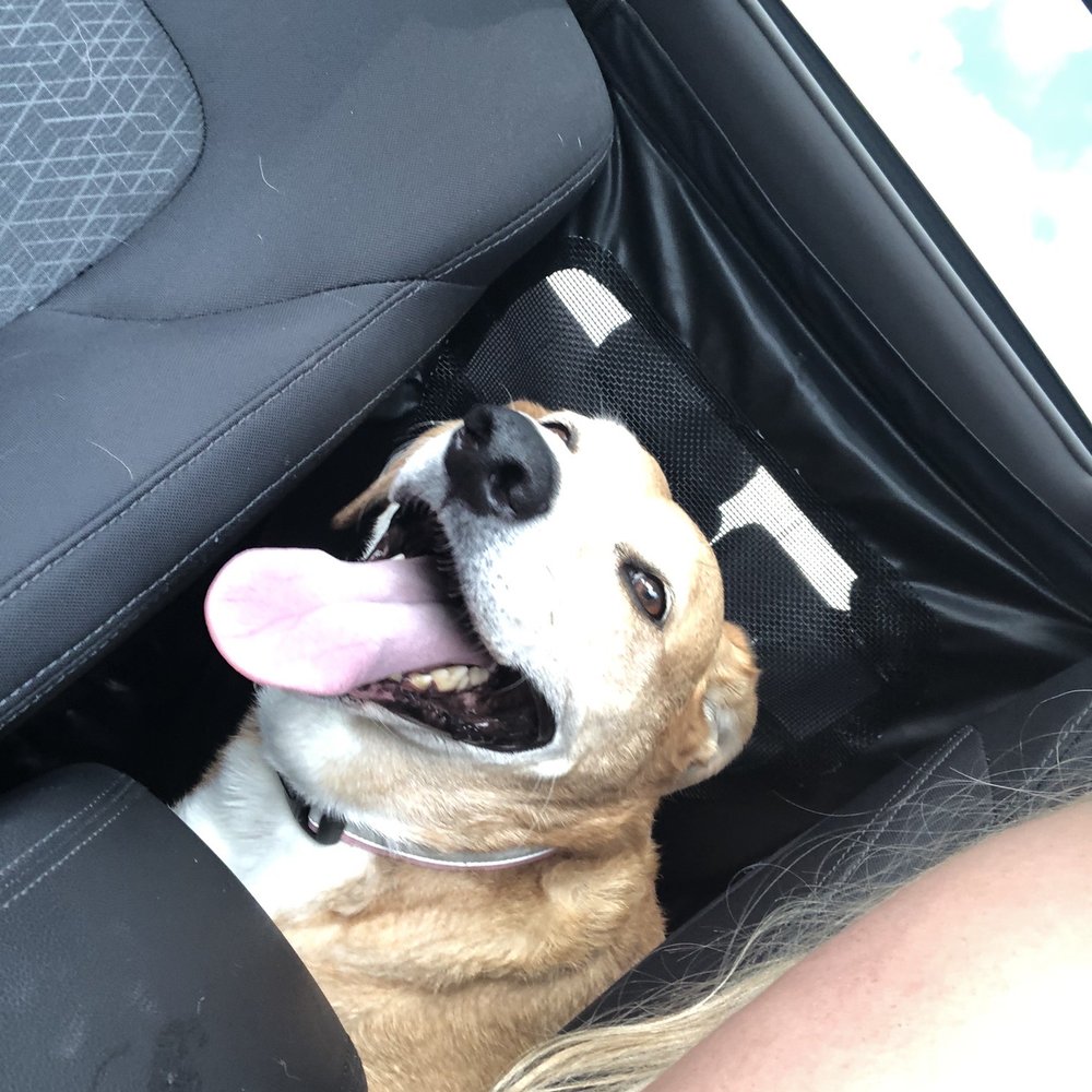 Indy Auto Man - My doggo Marley enjoying the vents behind the middle console - Used Car Dealers Near Me - Indianapolis, Indiana