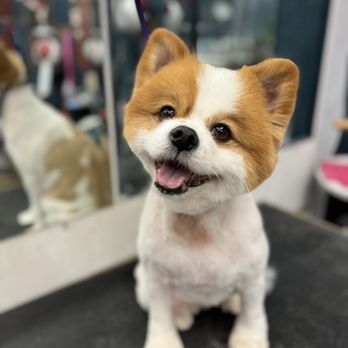 TM Dog Grooming - Pet Groomers Near Me TM Dog Grooming - Pet Groomers Near Me