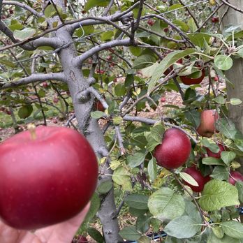 The Orchard At Doc Waters Cidery - Cideries Near Me - Germantown, Maryland