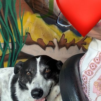Shipwreck Bar & Grill - Here is Luna having a blast on the cushioned bench behind our table. - Seafood Near Me - Rincon, Puerto Rico