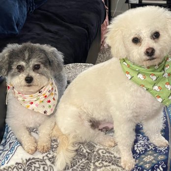 Paws R Us - Pet Groomers Near Me - Fresno, California Paws R Us - Pet Groomers Near Me - Fresno, California