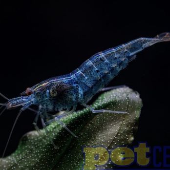Pet Central - Aquarium Services Near Me - Bowling Green, Kentucky