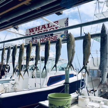 Sea Horse Charters - Showcasing some of the catch off the day! - Fishing Near Me - Islamorada, Florida Sea Horse Charters - Showcasing some of the catch off the day! - Fishing Near Me - Islamorada, Florida
