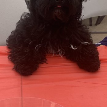 PetSmart Grooming - Pet Stores Near Me - Carmichael, California PetSmart Grooming - Pet Stores Near Me - Carmichael, California