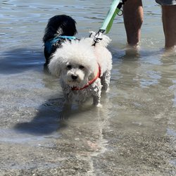 Dogs love the water