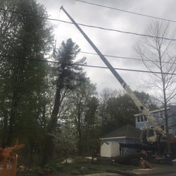 Aplus Tree Services - Remove 100 feet tall pine tree   Behind off the garage