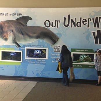 Preferred Custom Printing - Winter the Dolphin Interactive Vinyl Display - Printing Services Near Me - Largo, Florida Preferred Custom Printing - Winter the Dolphin Interactive Vinyl Display - Printing Services Near Me - Largo, Florida