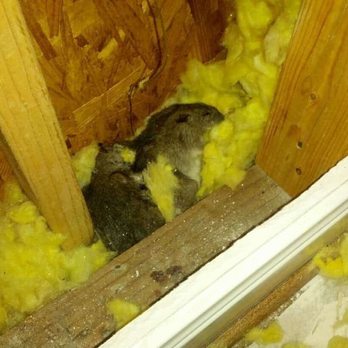 Cisneros Rodent & Wildlife Control - Pest Control Near Me Cisneros Rodent & Wildlife Control - Pest Control Near Me