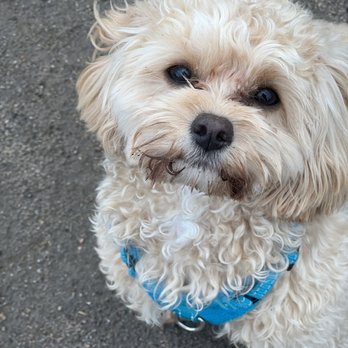 Dogs On The Run - Dog Walkers Near Me