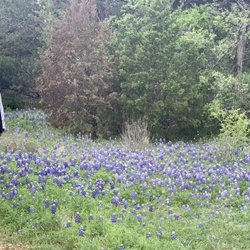 Western Oaks Karst Preserve - Hiking by the Bluebonnets ...