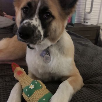 Doggie Days - Pet Sitting Near Me - Chula Vista, California Doggie Days - Pet Sitting Near Me - Chula Vista, California