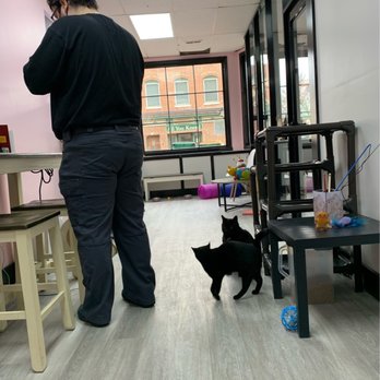 Beans Cat Cafe - Themed Cafes Near Me - Beacon, New York