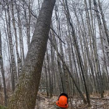 Far North Tree Services - tree felling - Tree Services Near Me Far North Tree Services - tree felling - Tree Services Near Me