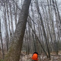 Far North Tree Services - tree felling