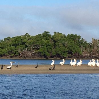 Everglades Old Time Charters - A few white pelicans, brown pelican and couple cormorant relaxing on a sand bar. - Fishing Near Me Everglades Old Time Charters - A few white pelicans, brown pelican and couple cormorant relaxing on a sand bar. - Fishing Near Me