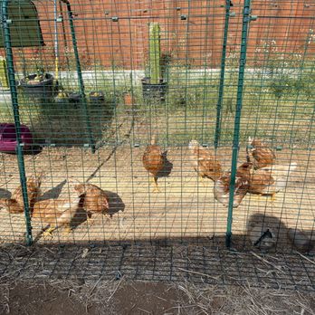 East County Zoo - Adult cinnamon queens - Livestock Feed & Supply Near Me East County Zoo - Adult cinnamon queens - Livestock Feed & Supply Near Me