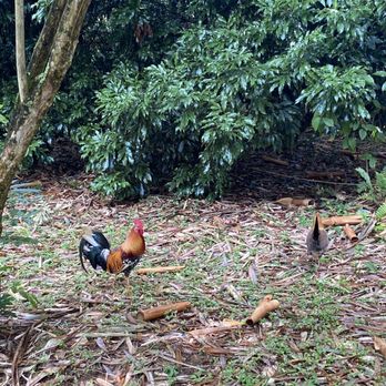 Lydgate Farms - Always chickens - Botanical Gardens Near Me - Kapaa, Hawaii Lydgate Farms - Always chickens - Botanical Gardens Near Me - Kapaa, Hawaii