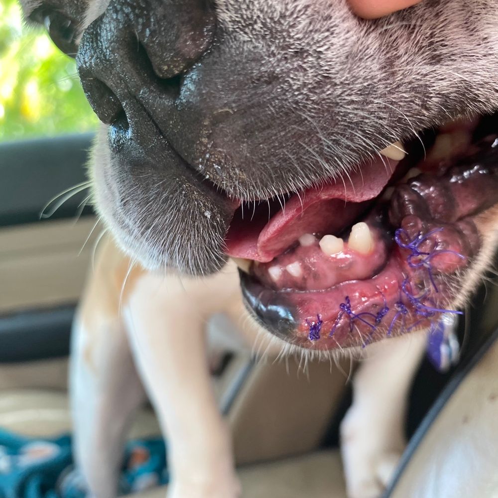Edgewater Pet Clinic - After first surgery . Vet sucked stitches not tight enough - Veterinarians Near Me - Miami, Florida Edgewater Pet Clinic - After first surgery . Vet sucked stitches not tight enough - Veterinarians Near Me - Miami, Florida