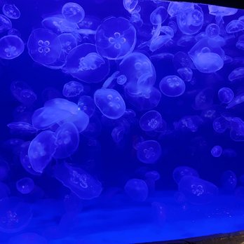 Downtown Aquarium - Museums Near Me - Denver, Colorado