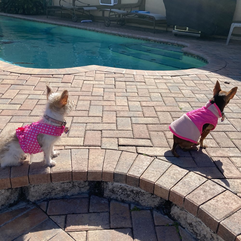 Paws 2 Care Coalition - Gia on the left. - Animal Shelters Near Me - Hollywood, Florida