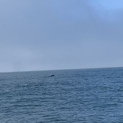 San Francisco Whale Tours