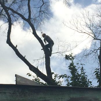 Tree Care Inc. - Tree Services Near Me - Houston, Texas Tree Care Inc. - Tree Services Near Me - Houston, Texas