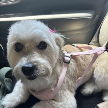 Well Groomed Pets - Chandler - Pet Groomers Near Me - Chandler, Arizona Well Groomed Pets - Chandler - Pet Groomers Near Me - Chandler, Arizona
