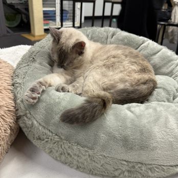 Tail Town - Pet Adoption Near Me - Pasadena, California