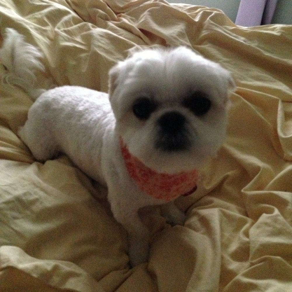 Happy Pet Parlor - Fabulous cut by @Happy Pet Parlor! - Pet Groomers Near Me - Roselle, Illinois