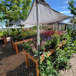 Mountain View Tree Farm - 1 gallon Perennials in the Nursery section.