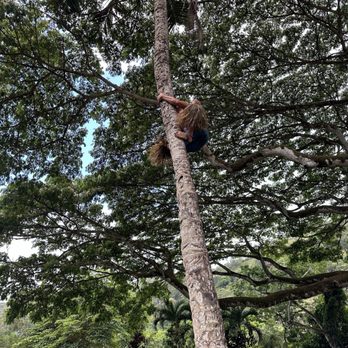 Toa Luau - Roland climbing the tree with nothing but some cloth wrapped on his feet. He was super fast - Cultural Center Near Me - Haleiwa, Hawaii