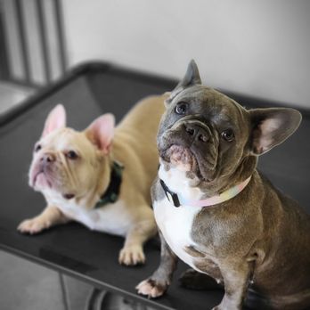 Simbas Tail - Pet Training Near Me Simbas Tail - Pet Training Near Me