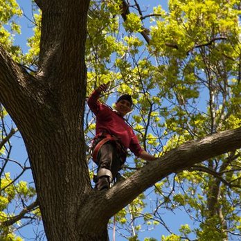 Colgan Tree and Landscape Service - a man climbing a tree - Tree Services Near Me - Kings Park, New York Colgan Tree and Landscape Service - a man climbing a tree - Tree Services Near Me - Kings Park, New York