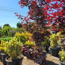 The Standard Design Group Nurseries