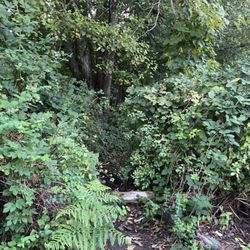 Renfrew Ravine Park