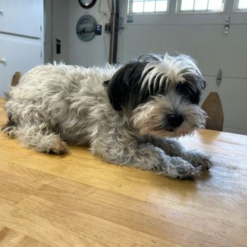 Pet Stop Grooming - Pet Groomers Near Me Pet Stop Grooming - Pet Groomers Near Me