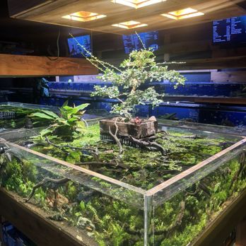 Kona Reef - Cool bonsai in their lobby - Local Fish Stores Near Me - Phoenix, Arizona