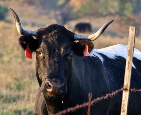 Finger Lakes National Forest by null
