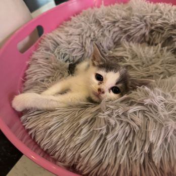 The Purrfect Pour Cat Cafe - kitty - Themed Cafes Near Me - Lincolnton, North Carolina