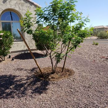 Moon Valley Nurseries - Moon Valley install! - Nurseries & Gardening Near Me - Surprise, Arizona Moon Valley Nurseries - Moon Valley install! - Nurseries & Gardening Near Me - Surprise, Arizona