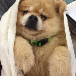 Furkids Animal Rescue and Shelters