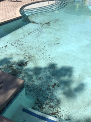 Mirasol By Amc Closed 64 Photos 49 Reviews Apartments 2180 E Warm Springs Rd Las Vegas Nv United States Phone Number Yelp