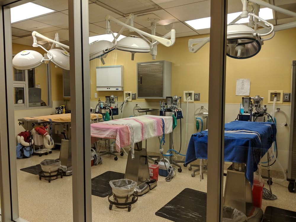 tony la russa's animal rescue foundation