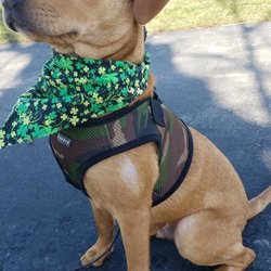 East Maiden Animal Clinic - Meet Baxter!!