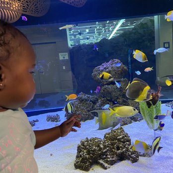 Shedd Aquarium - Aquariums Near Me - Chicago, Illinois