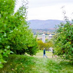 Champlain Orchards