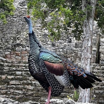 Vibe Adventures - Historical Tours Near Me - México, D.F., DIF Vibe Adventures - Historical Tours Near Me - México, D.F., DIF