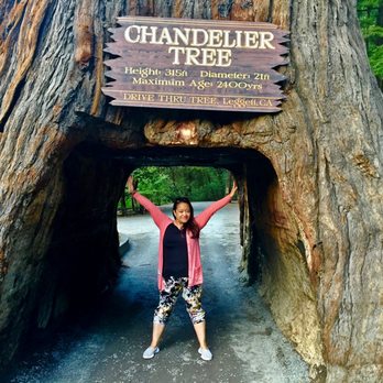 Drive-Thru Tree - Parks Near Me - Leggett, California Drive-Thru Tree - Parks Near Me - Leggett, California