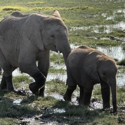 African elephants
