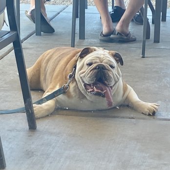 Henhouse Cafe - Tank--a friendly landwhale enjoying breakfast on the patio at Henhouse. - Cafes Near Me - Gilbert, Arizona Henhouse Cafe - Tank--a friendly landwhale enjoying breakfast on the patio at Henhouse. - Cafes Near Me - Gilbert, Arizona
